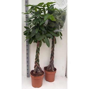 PACHIRA AQUATICA