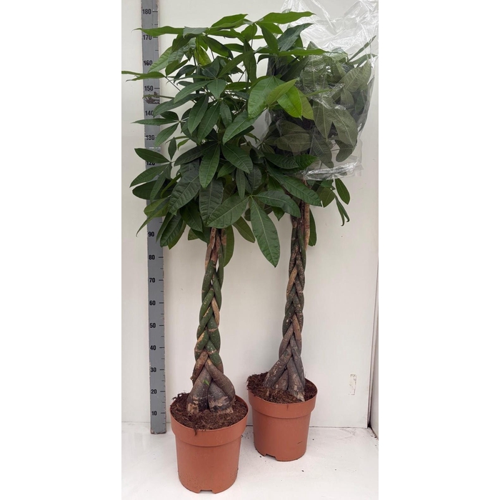 <h4>PACHIRA AQUATICA</h4>