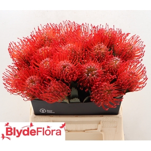 Leucospermum Ayoba Red