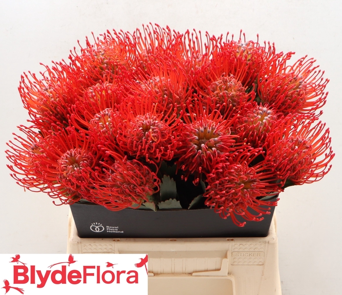 <h4>Leucospermum Ayoba Red</h4>
