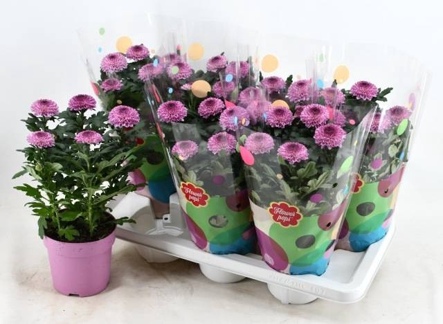 <h4>CHRYS FP ABBEY PINK</h4>