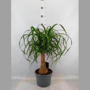 Beaucarnea recurvata