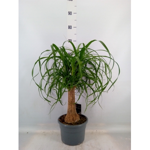 Beaucarnea recurvata