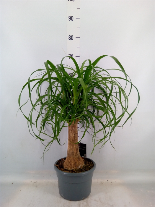 <h4>Beaucarnea recurvata</h4>