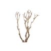 Syringa Branch Super Jenkins