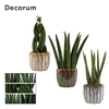 Sansevieria Cylindrica 6 cm mix in Rio (Deco-collection)