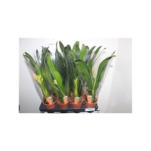 Clivia Mi