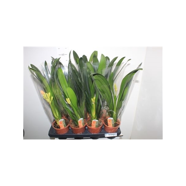 <h4>Clivia Mi</h4>