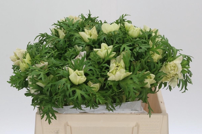 <h4>Anem Levante White</h4>