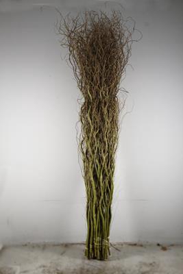 <h4>Salix Tortuosa</h4>