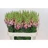 Antirrhinum Cool Rose