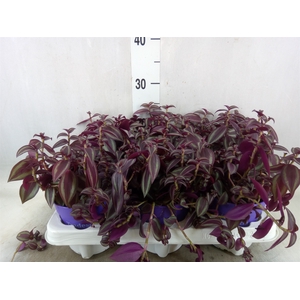 Tradescantia   ...