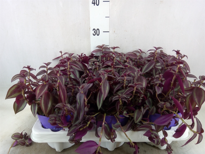 <h4>Tradescantia   ...</h4>