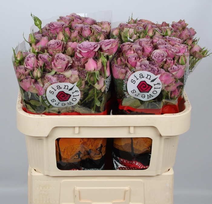 <h4>R TR PURPLE SKY</h4>