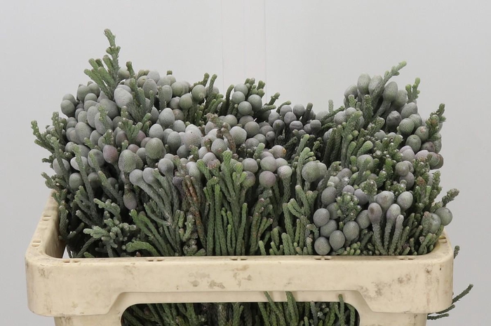 <h4>Kaaps Groen Silver Brunia</h4>