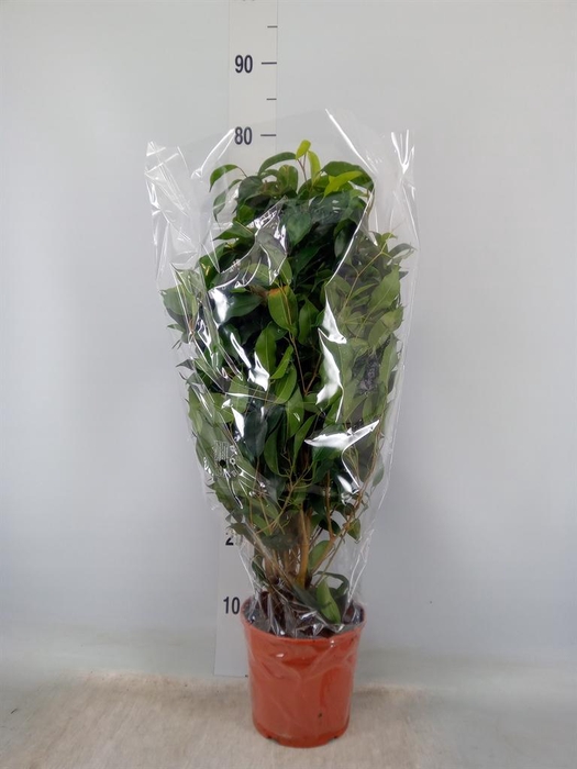<h4>Ficus benja. 'Danielle'</h4>