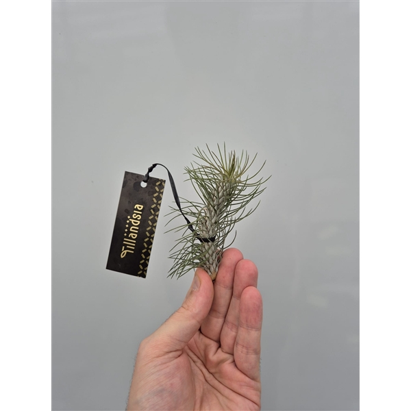 <h4>Tillandsia Funkiana "Curved" met Label</h4>