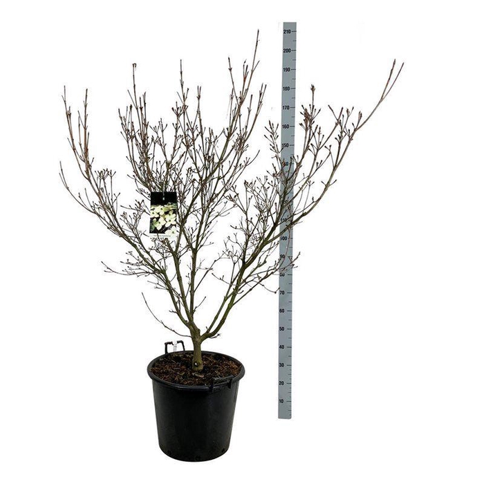 <h4>Cornus kousa 'Schmetterling'</h4>