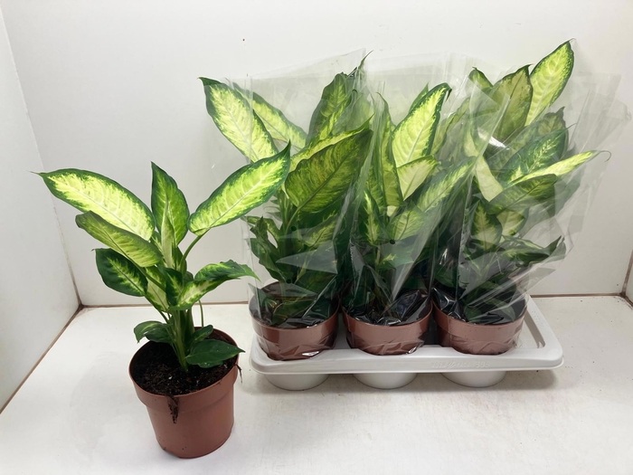 <h4>DIEFF CAMILLA</h4>