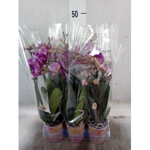 Phalaenopsis multi. 'Ant Morelia'