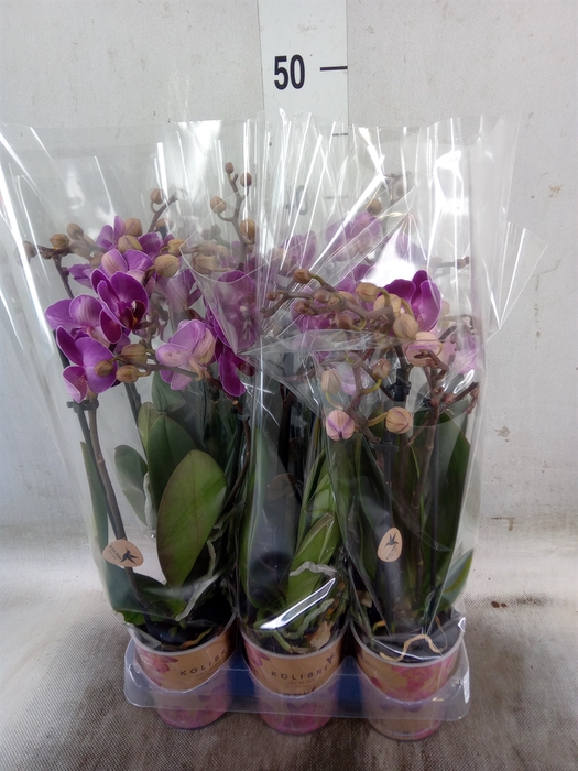 <h4>Phalaenopsis multi. 'Ant Morelia'</h4>