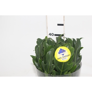 FOLHAGEM XANADU 040 CM