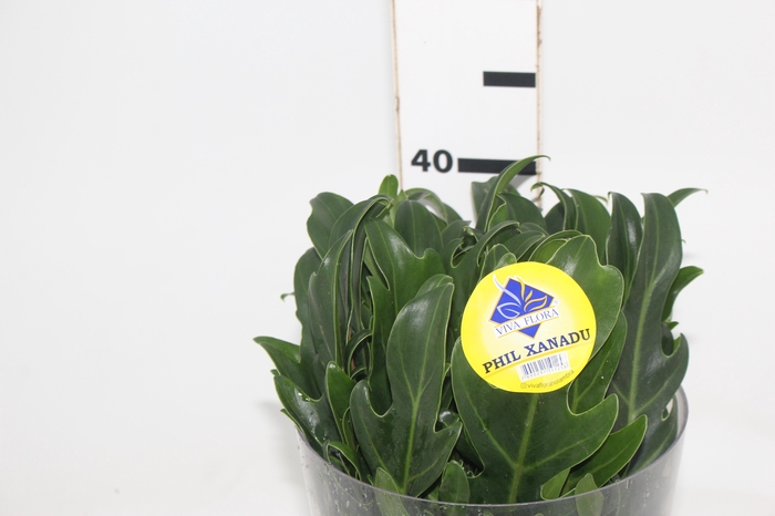 <h4>FOLHAGEM XANADU 040 CM</h4>