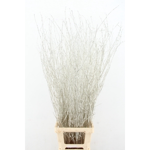 Betula Bs Paint Platinum FST