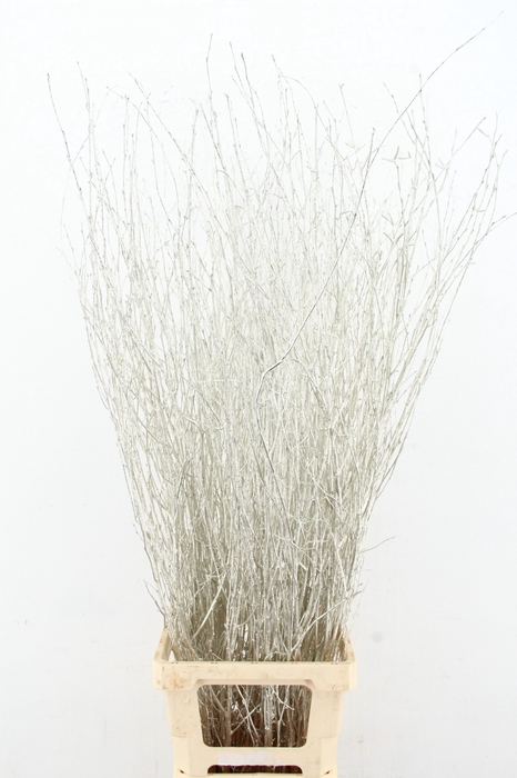 <h4>Betula Bs Paint Platinum FST</h4>