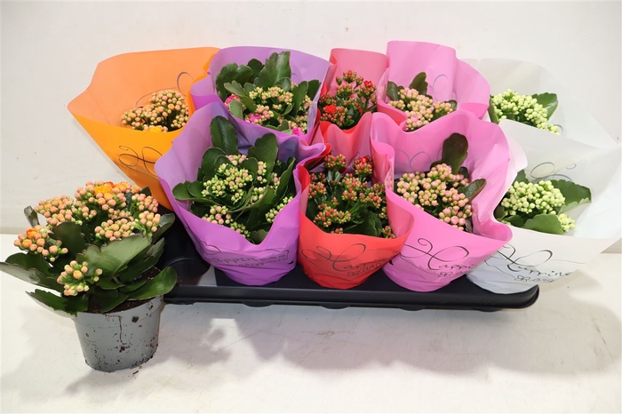 <h4>Kal Ge Rf Gem 5 Kl</h4>