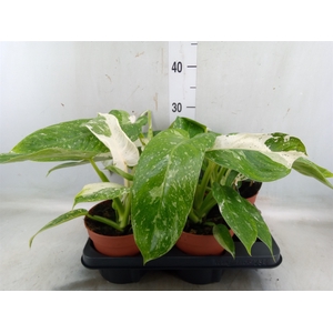 Philodendron   ...