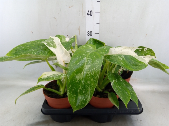 <h4>Philodendron   ...</h4>