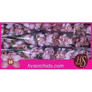 CYMB T UNIQ PEARL 60 CM