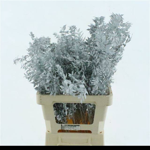 <h4>RUSCUS OV KLB H%</h4>