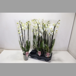 Phal Ant Leeds