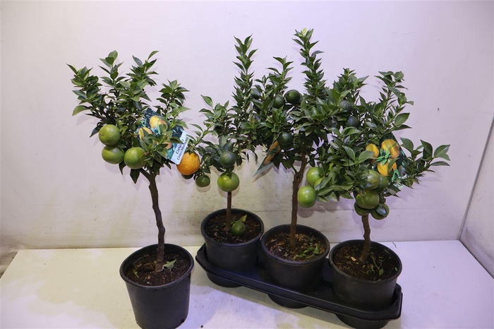 <h4>arr8 Citr Au Chinotto</h4>