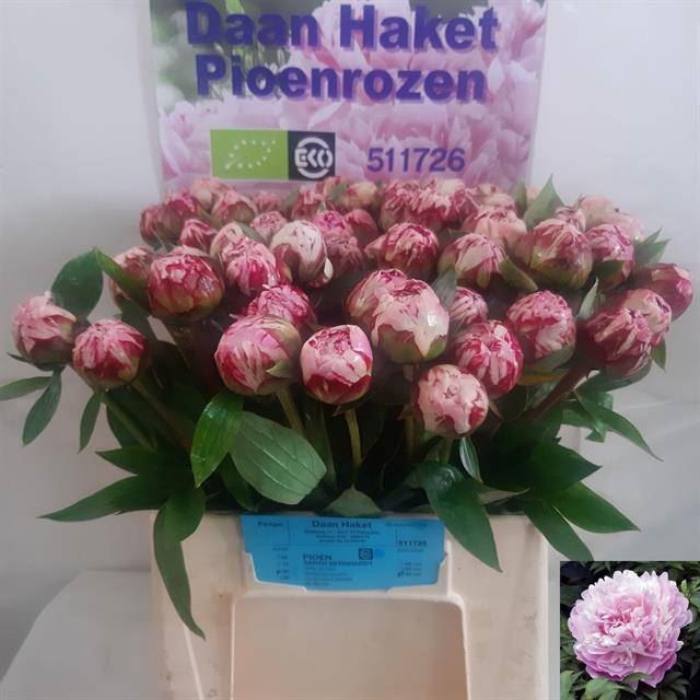 <h4>PAEONIA SARAH BERNHARDT</h4>