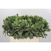 Pittosporum Ilan