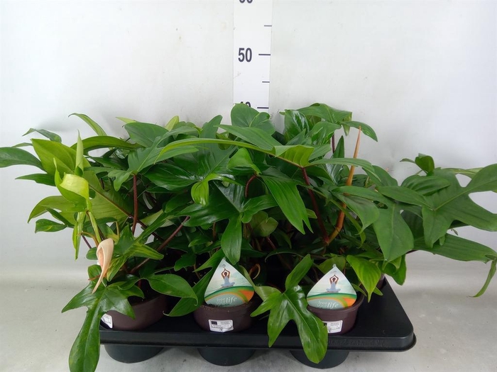 <h4>Philodendron   ...</h4>