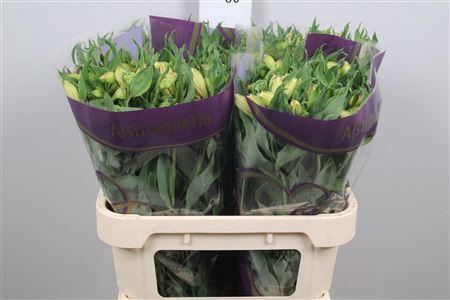 <h4>Alstroemeria  'Morning Star'</h4>