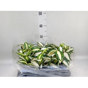 Dracaena