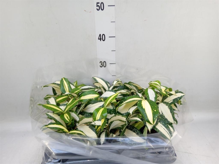 <h4>Dracaena</h4>