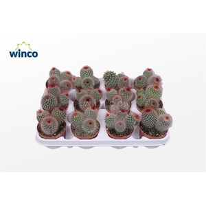 Mammillaria Spinosisima Group