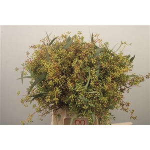 Euc Exotica Berry Per Bunch