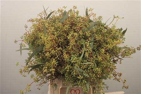 <h4>Euc Exotica Berry Per Bunch</h4>