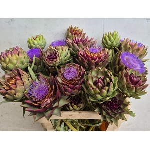 CYNARA SC GREEN GLOB