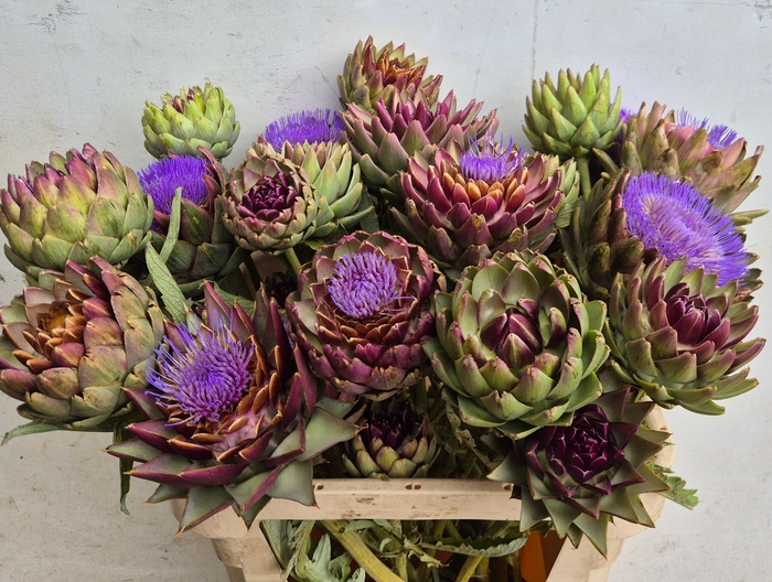 <h4>CYNARA SC GREEN GLOB</h4>