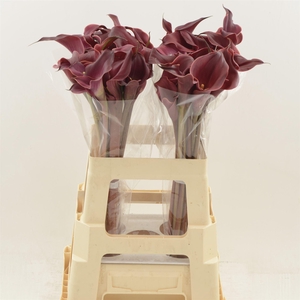 Calla Red Charm | Dubbelbloemig