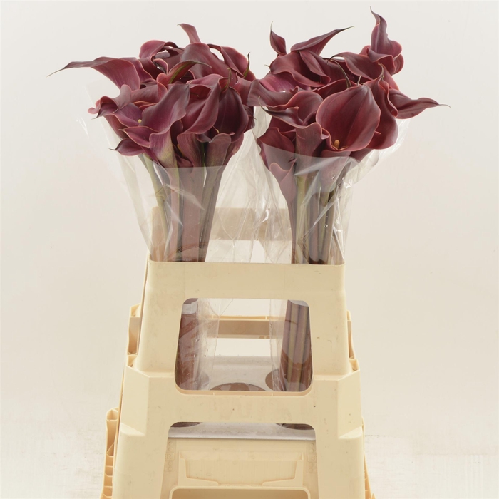 <h4>Calla Red Charm | Dubbelbloemig</h4>