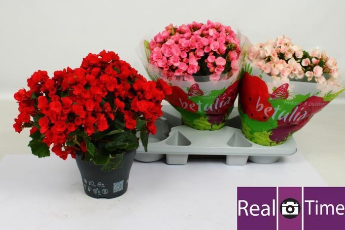 BEG EN BETULIA GEM